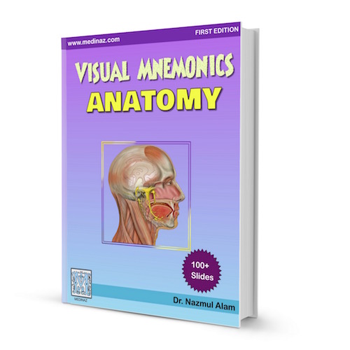 VISUAL MNEMONIC ANATOMY